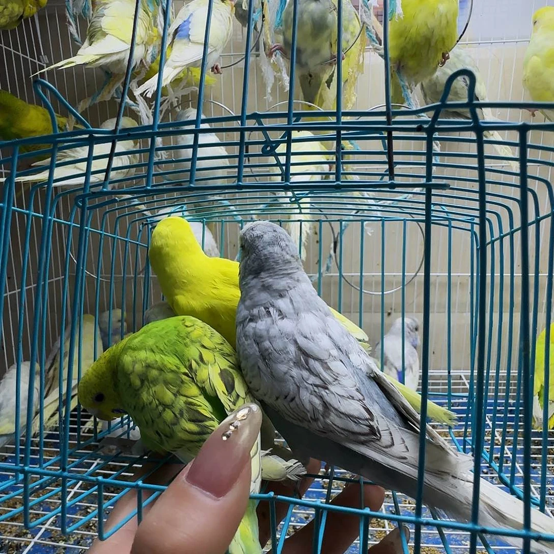 虎皮鹦鹉大头虎皮四只