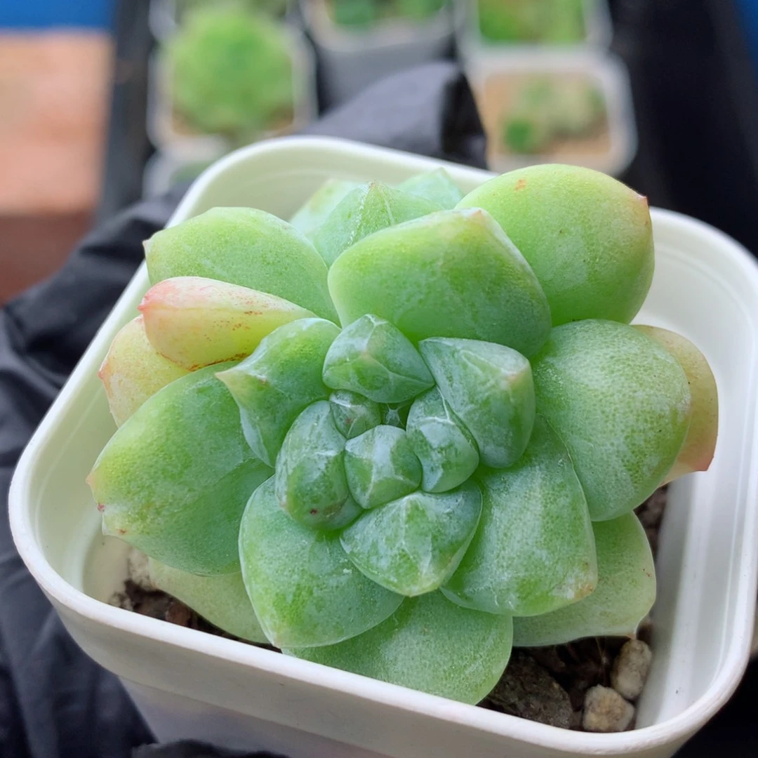 58包邮  群生不包整 19