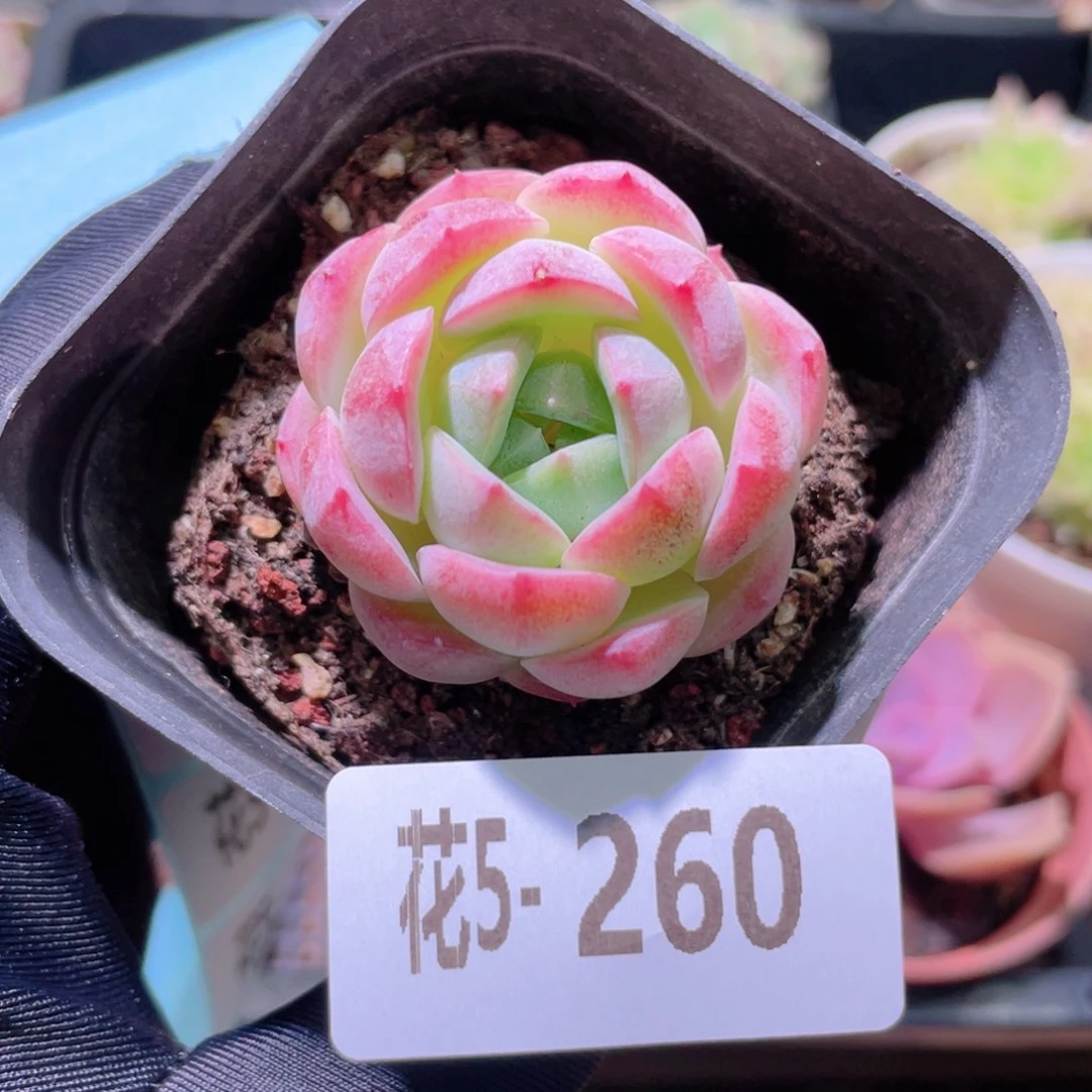 花利美5-260新品单头