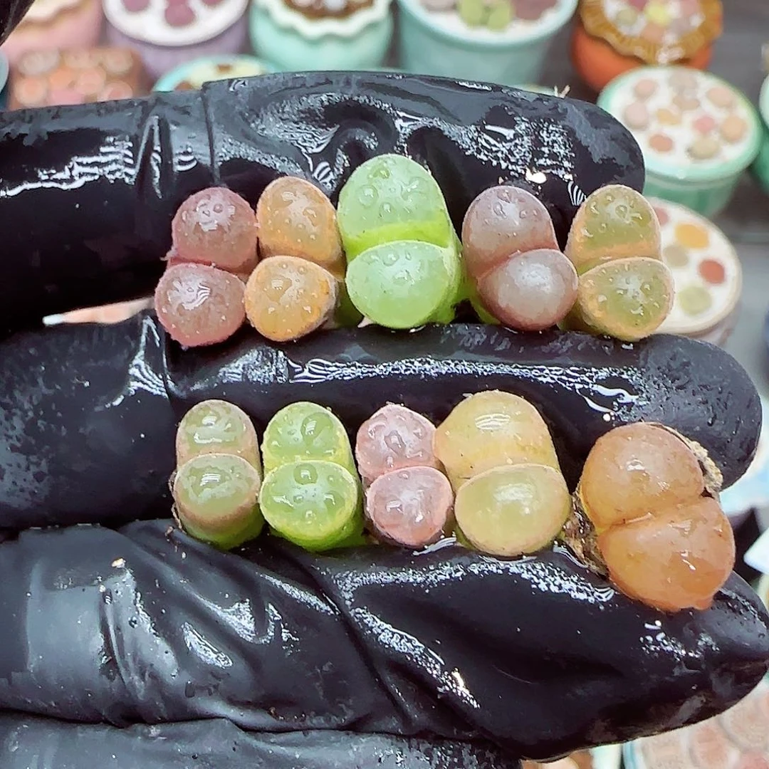 生石花满18包邮0924-280