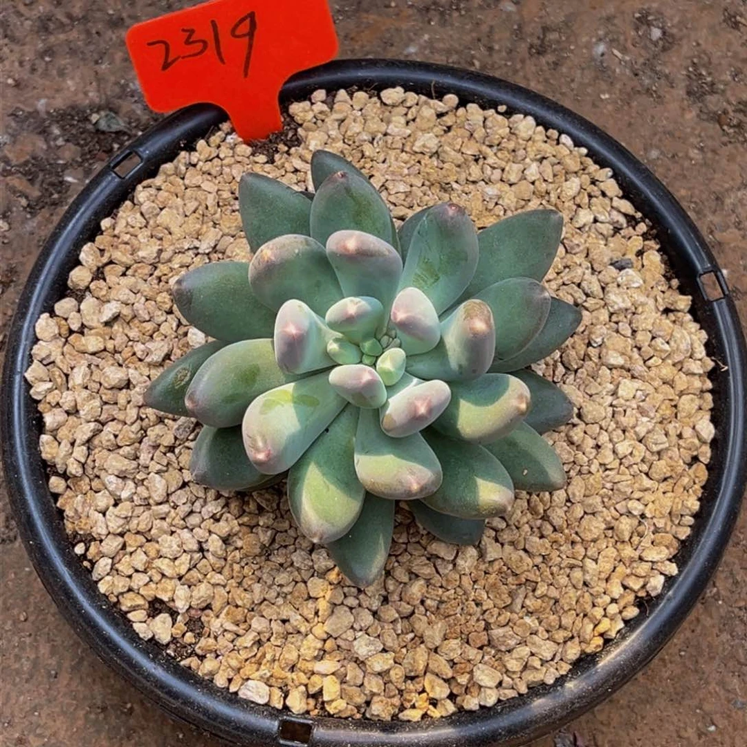 2319号上午多肉植物群生多肉植物