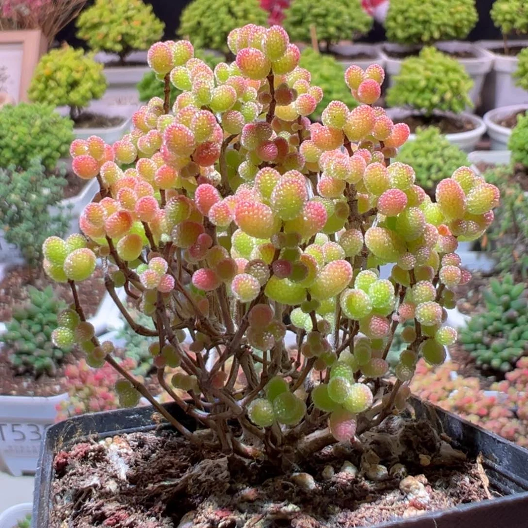 J541蜜橘带盆土发货一物一拍