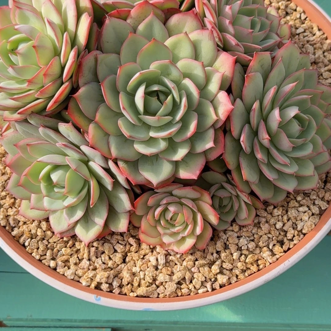 妮***姐蟠桃美人精品老桩