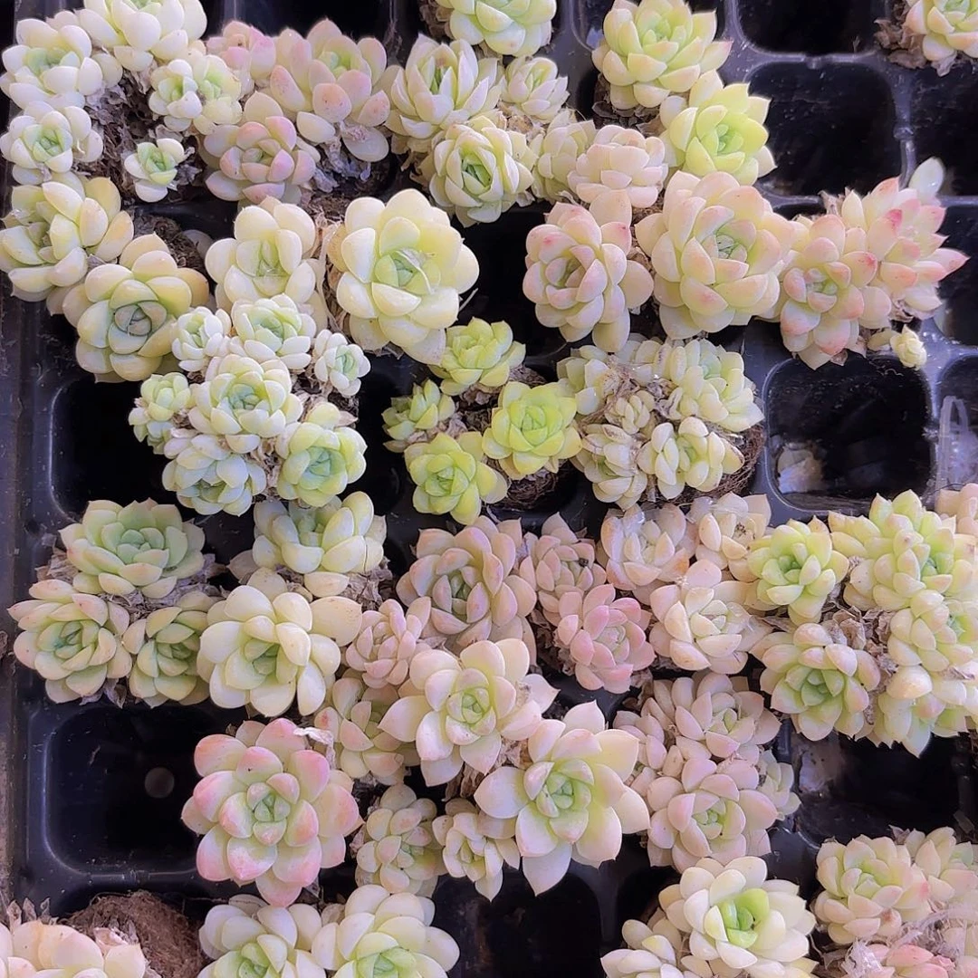 奶油公主群一颗量拍