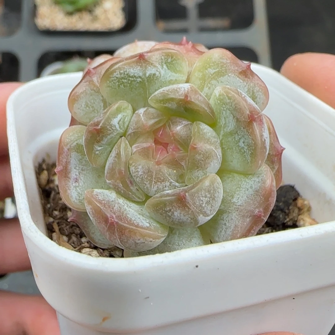 ****莲一物一拍白色恋人