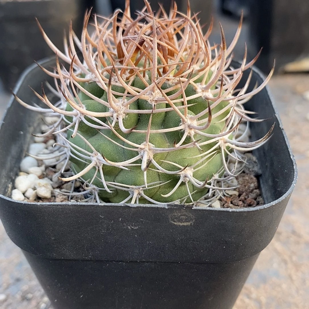 实生  逆豹4.5公分左右一物一拍