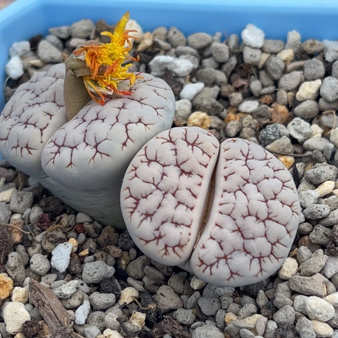 7826双头白底红蜜纹189一颗