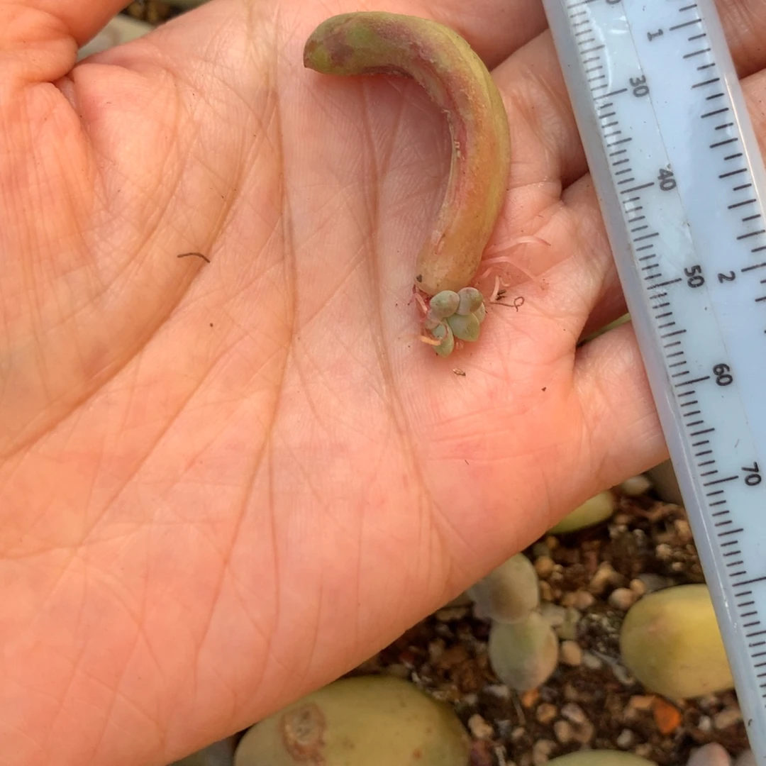 乌里韦亚 不凑满28元发一片叶 不售后 到付