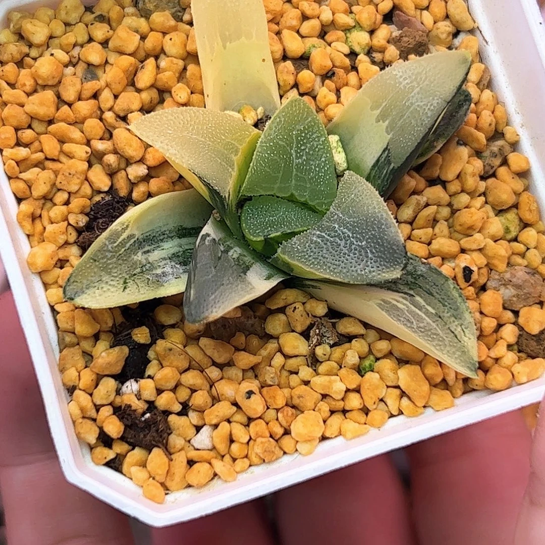实生克锦十二卷多肉植物