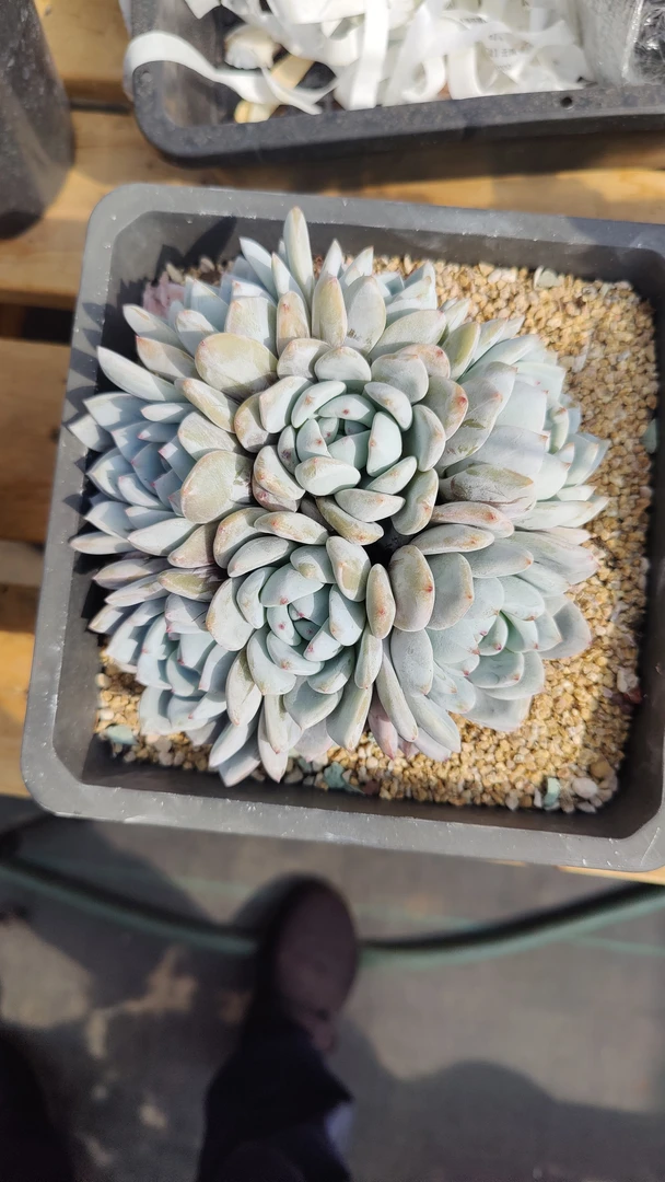 多肉植物一物一拍