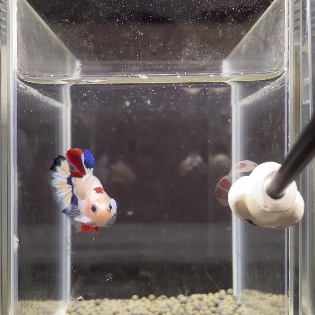 斗鱼34号koi地狱蓝爵公
