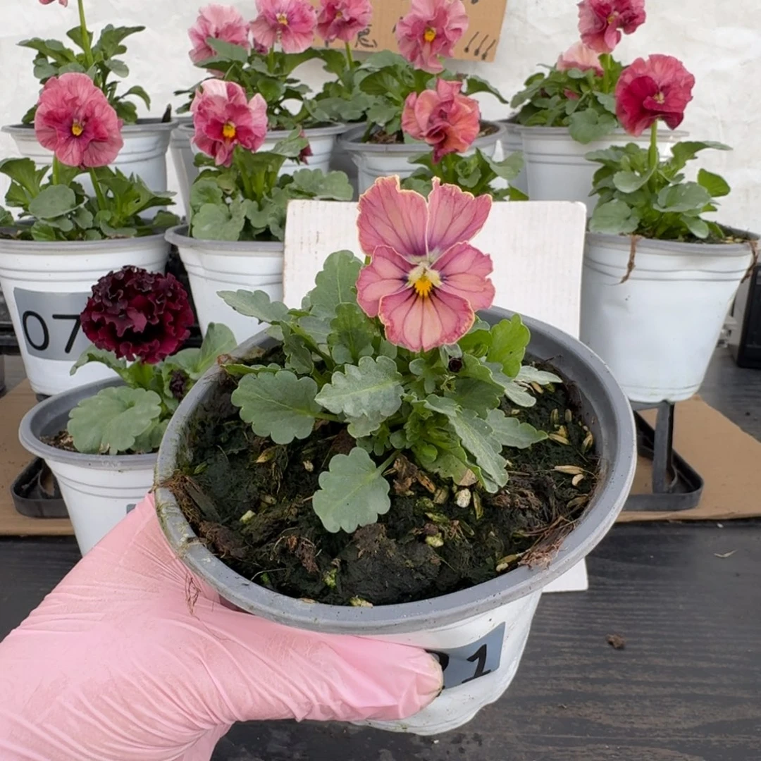 全部花朵221号心跳