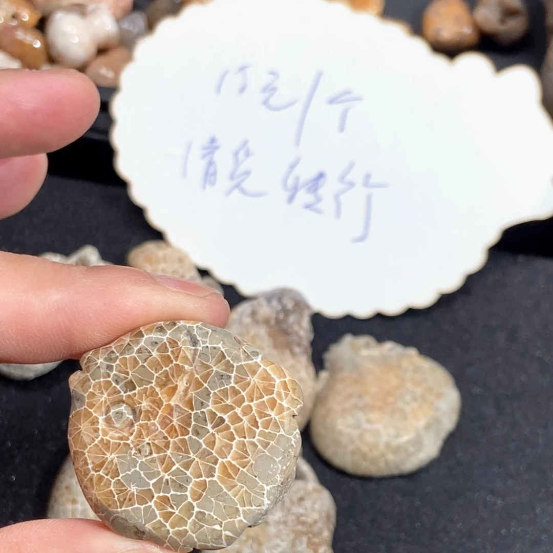 硅化珊瑚（珊瑚玉）未镶嵌1