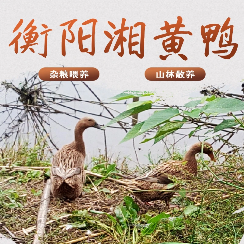衡阳本地老鸭五谷杂粮山林散养走地鸭活鸭现杀老鸭鲜鸭子