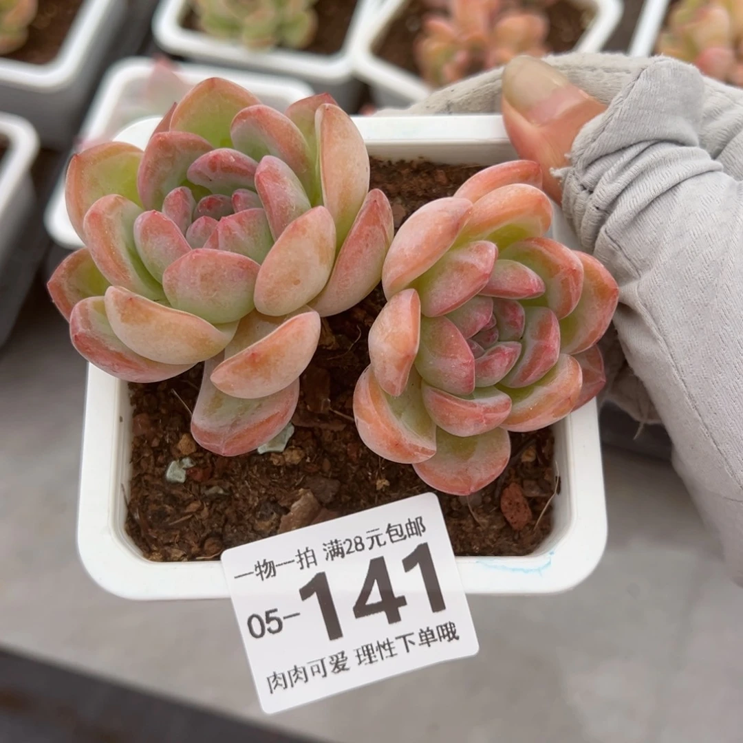 全明星多肉多肉多肉多肉