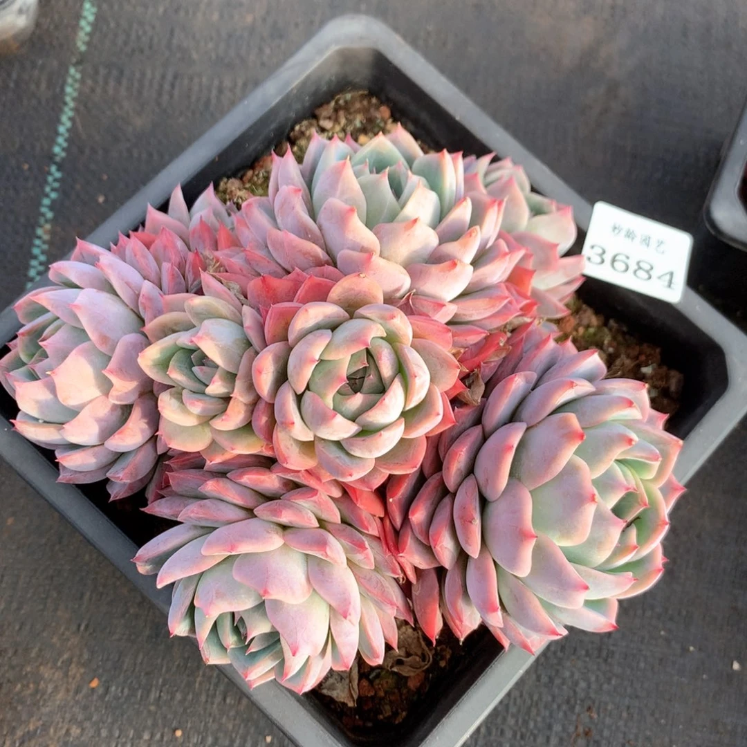 3684杂交多肉植物基地