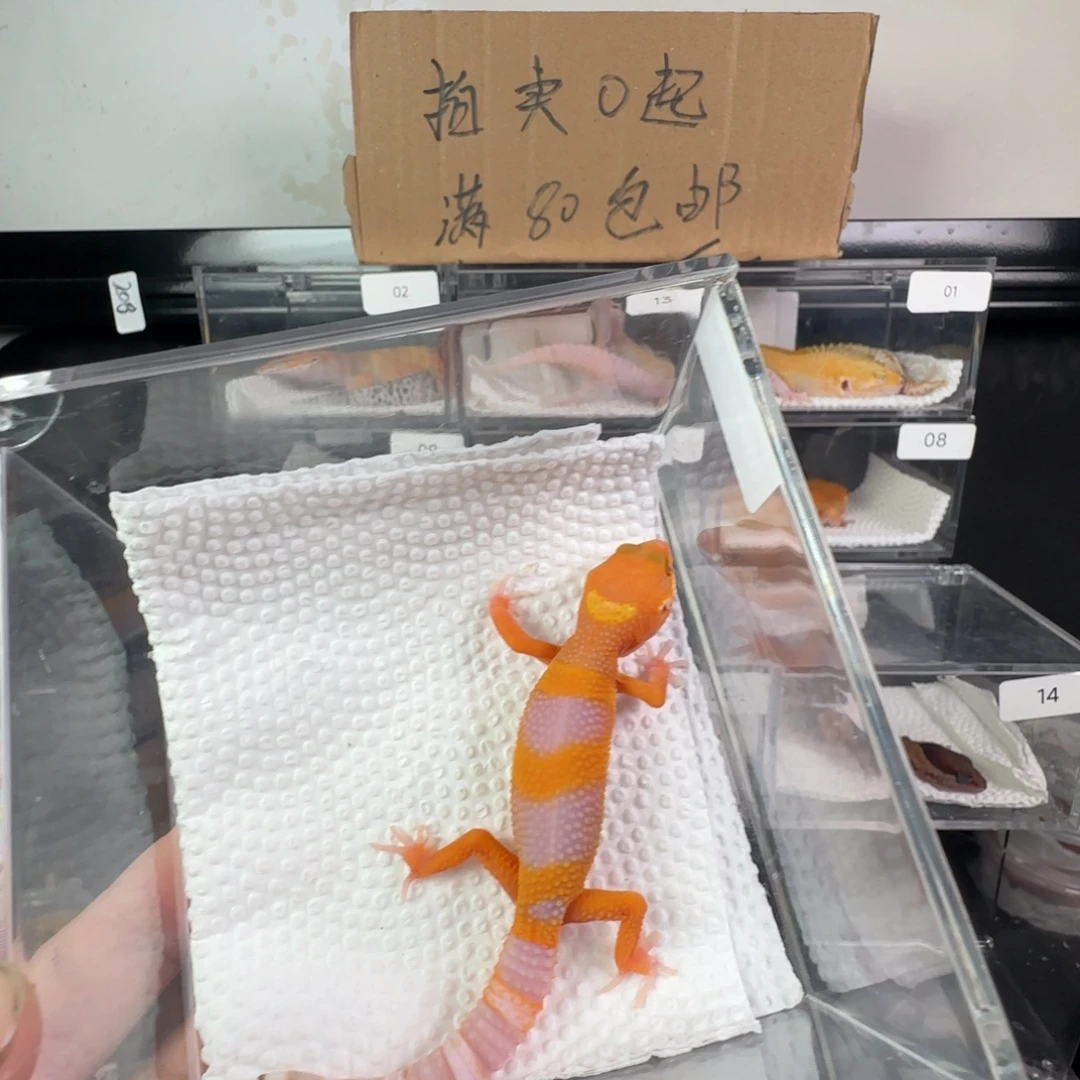 豹纹守宫雨水蜜橘弟弟