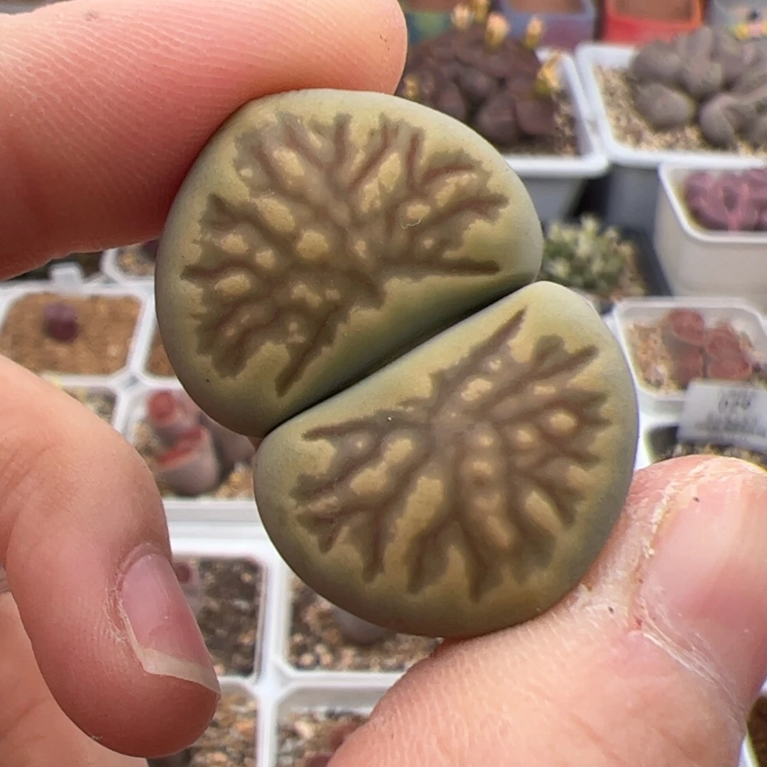 036号 生石花多肉植物