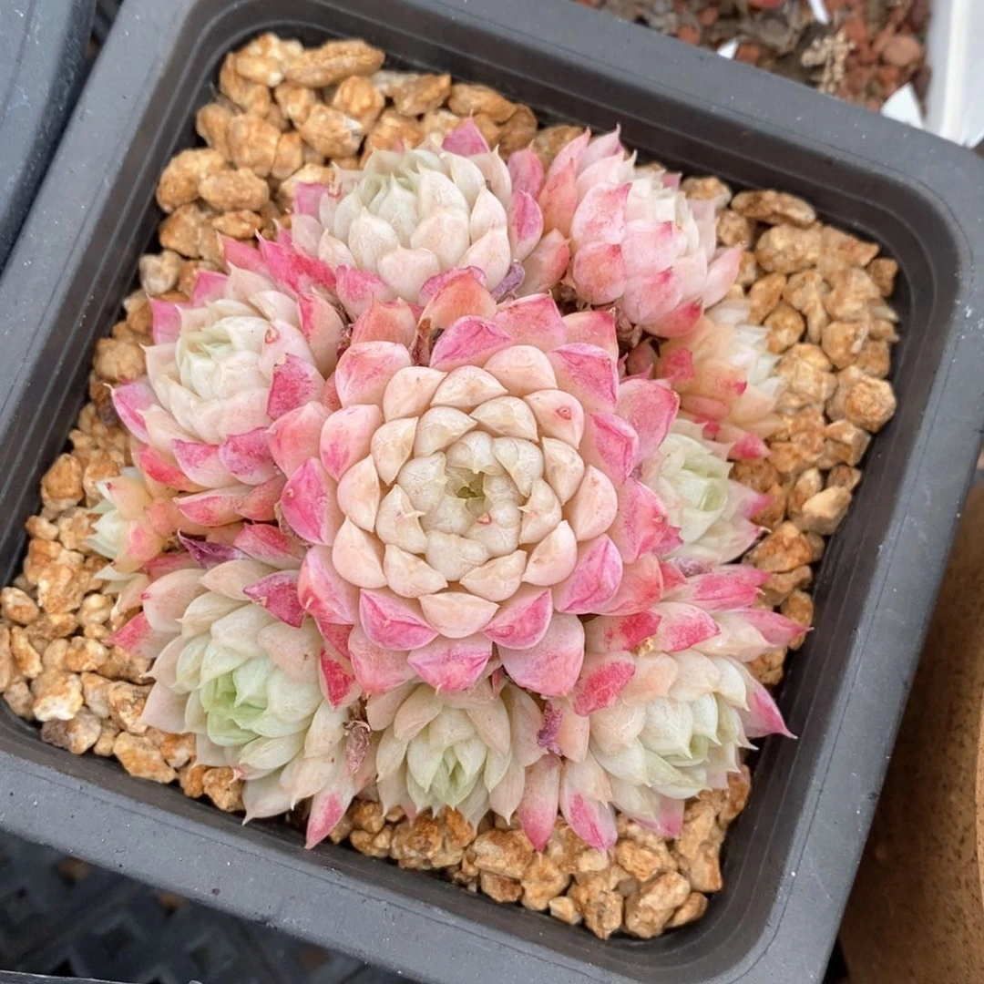 精品多肉一物一拍不包整55