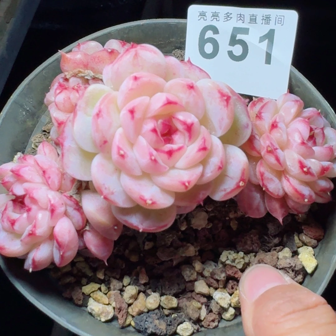 天鹅绒      愿你一路坦途，乘风破浪展宏图