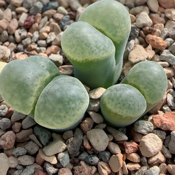 多肉植物绿麒麟96号