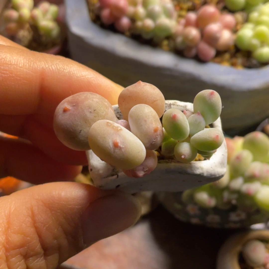 日系彩虹奶和苹果奶拼的