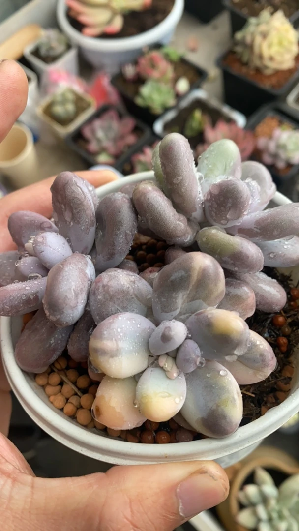 过年福利多肉多肉