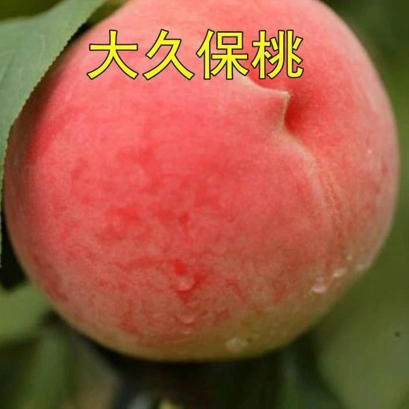 平谷大桃大久保桃树苗嫁接桃苗大久保蜜桃南方北方种植果树苗