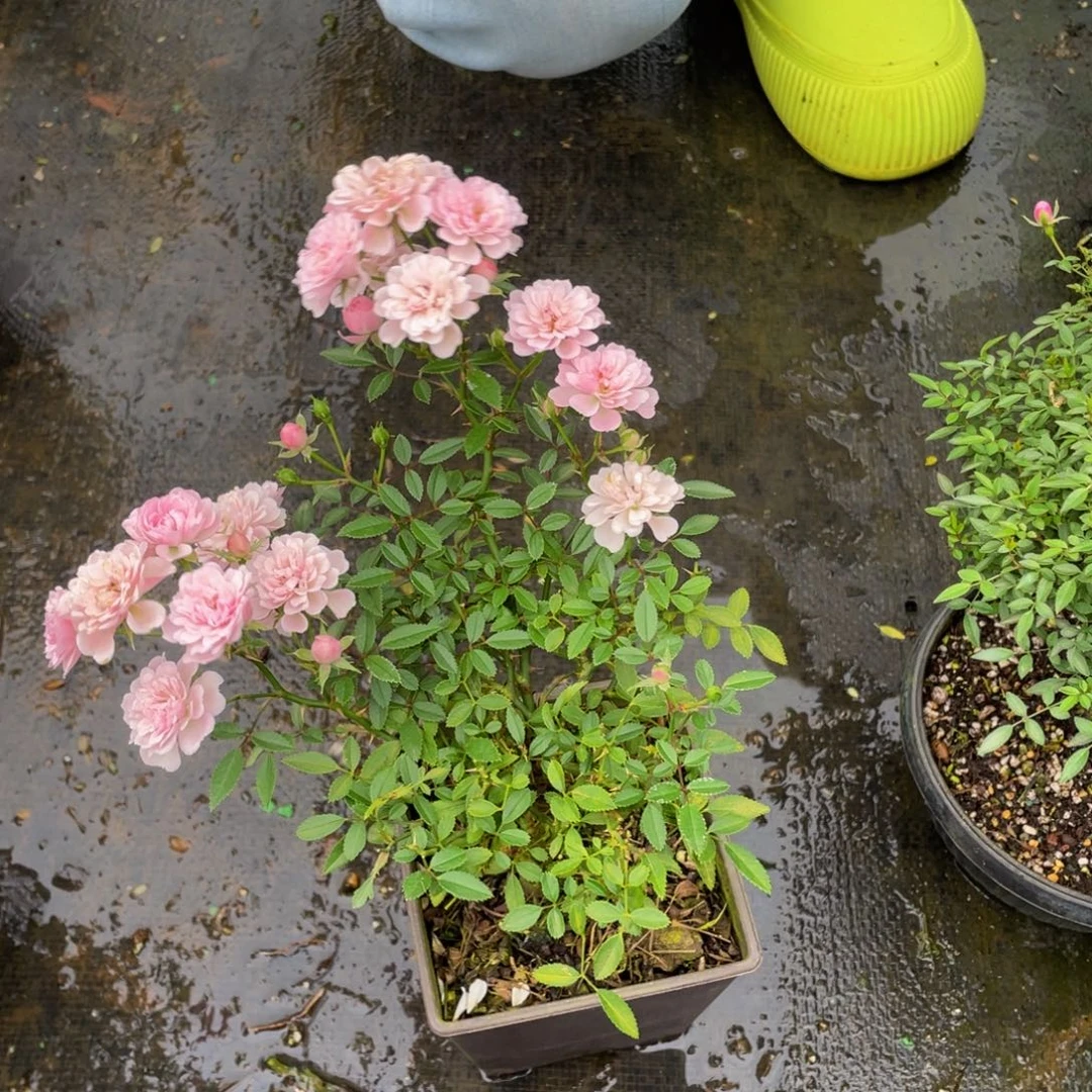 无花朵重樱根接苗福利