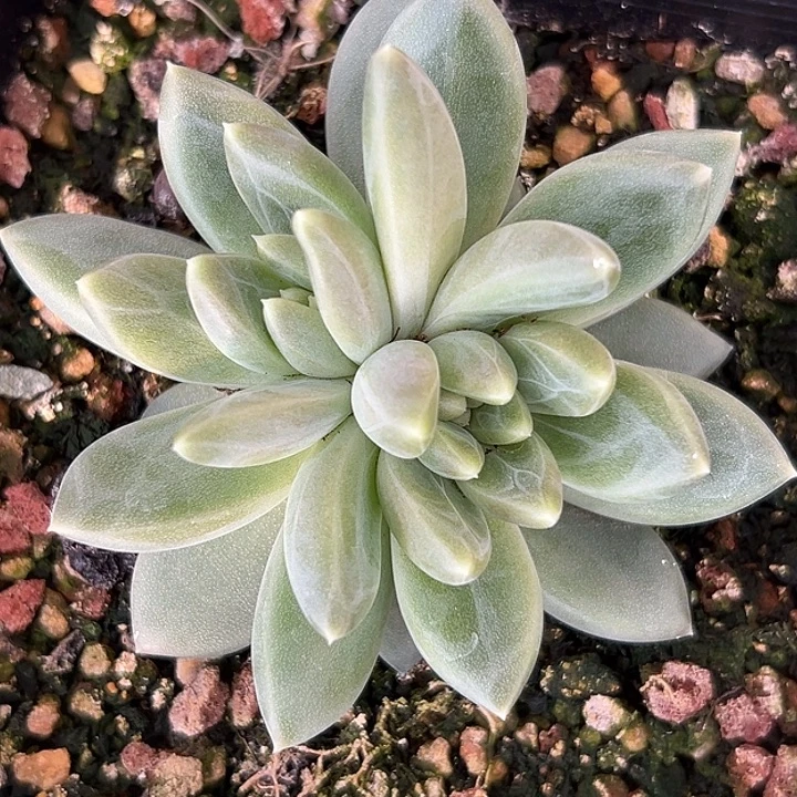 美人特价一物一拍