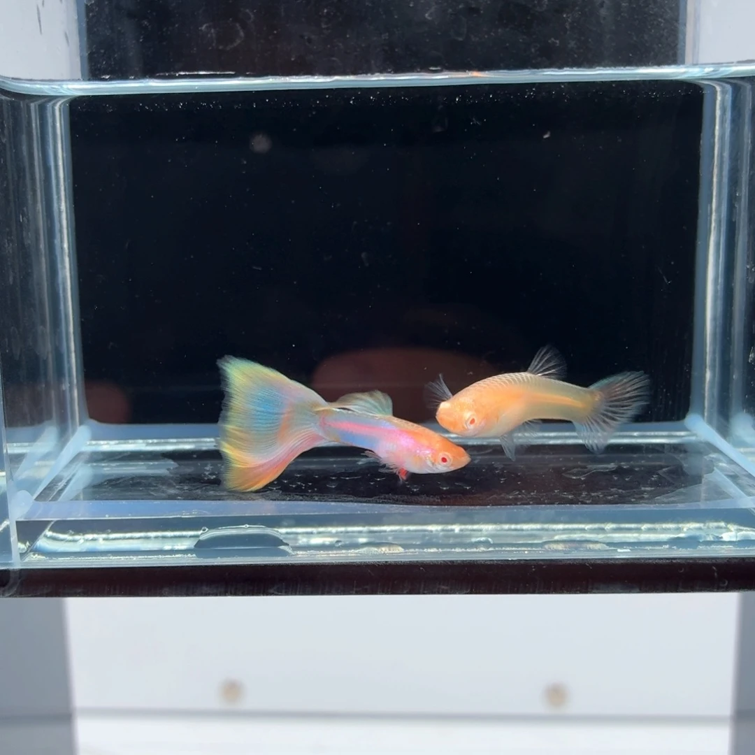 孔雀鱼极光幻彩一对（43）