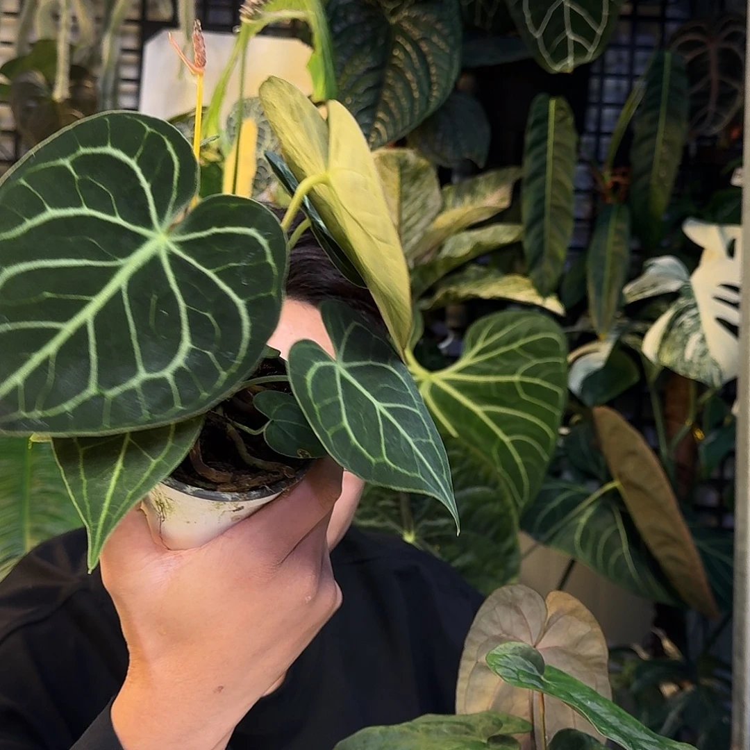 完全开放W164叶损克莱恩