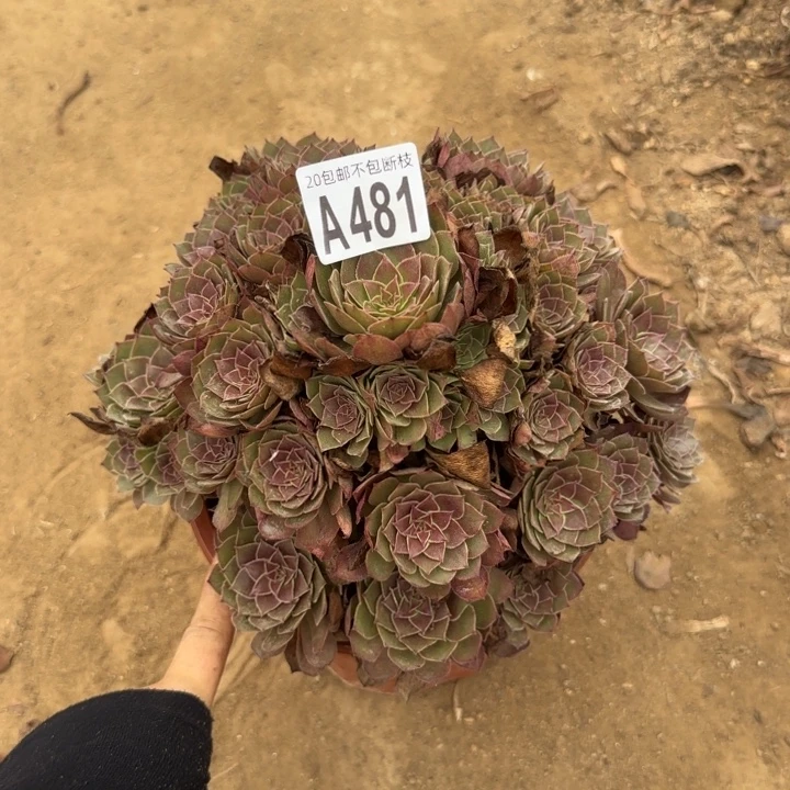 红魔……多肉植物……