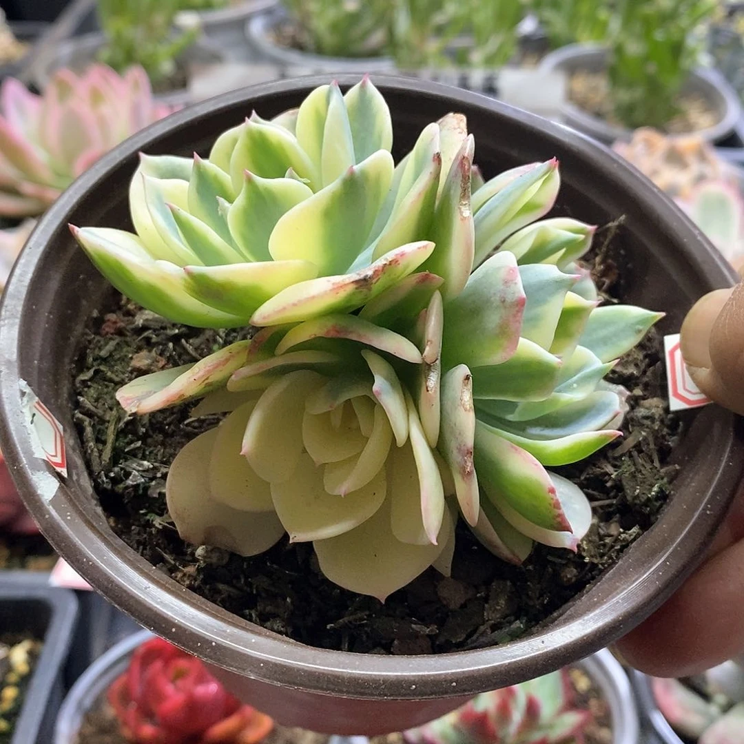 1937玉蝶锦多肉植物