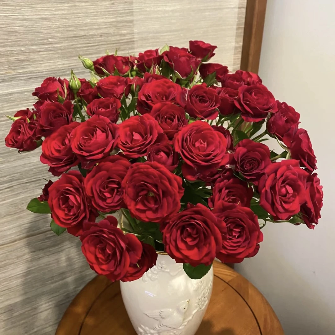 【红丝绒】大红色丝绒质感大花四季开花带盆栽种好昆明基地发货