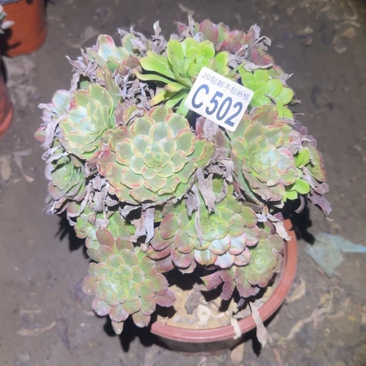 粉黛……多肉植物的