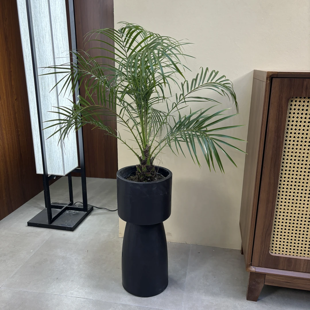 美丽针葵泰国椰子树盆栽地栽棕榈网红室内阳台办公室庭院地栽袋苗