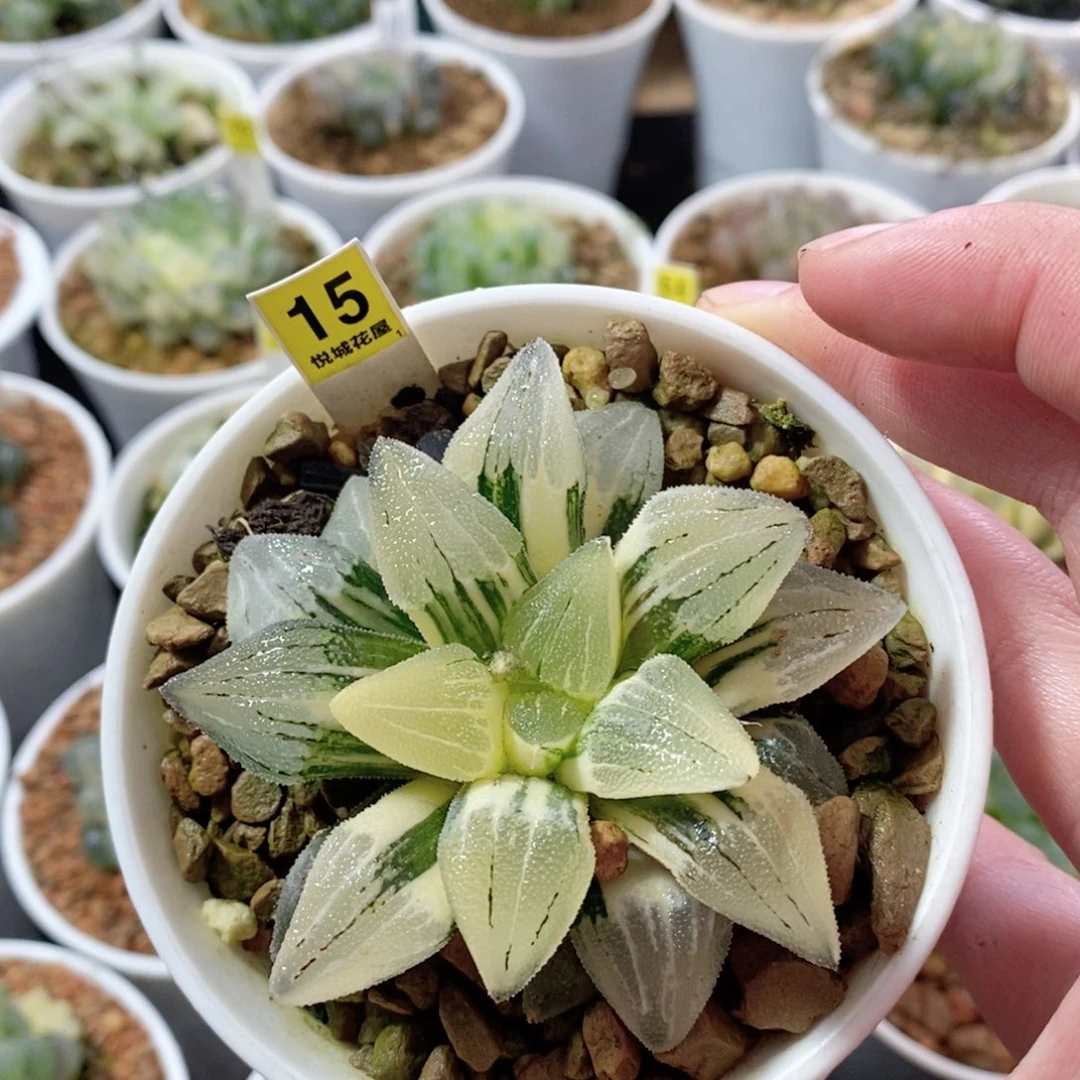 实生磨面锦多肉植物