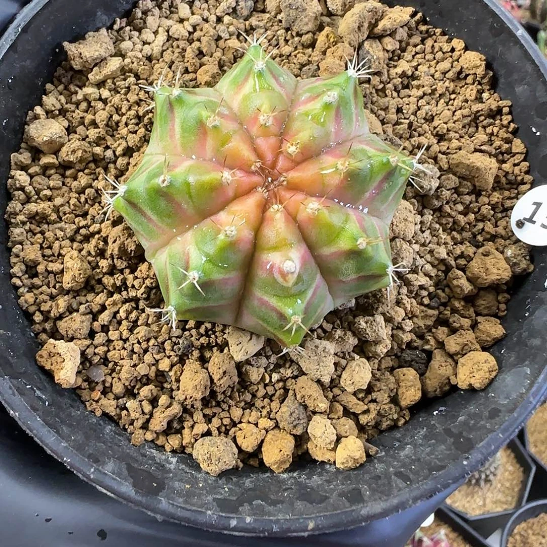泰系轮回喜欢直接拍