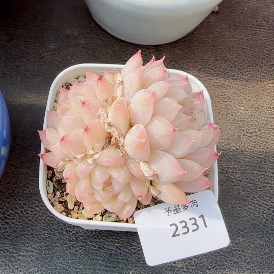 麦秆群，2331带盆发不包整