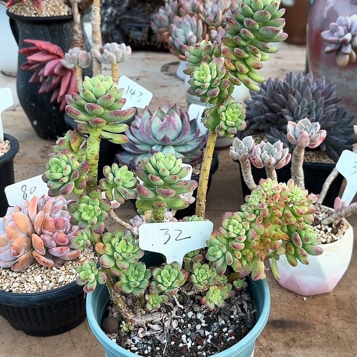 子***佩多肉植物，香格里拉32号