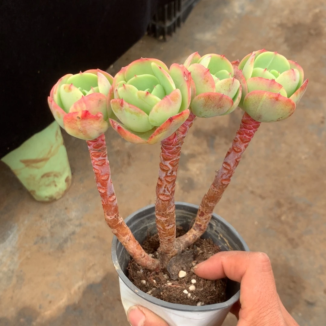 那好你在干什么你还说没