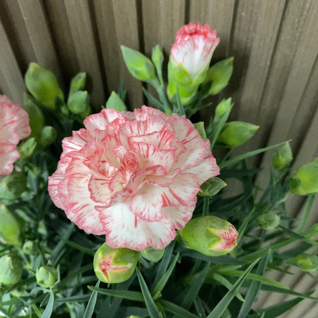 粉恋康乃馨盆栽花卉