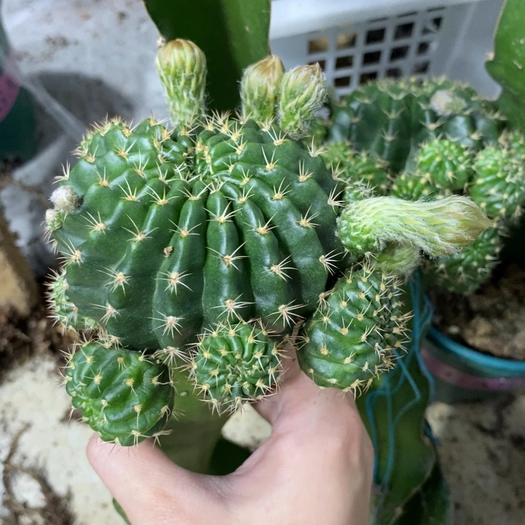 新品丽花文昌门母本群生带花苞