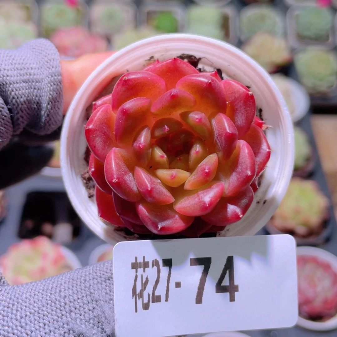 花利美27-74灵翠