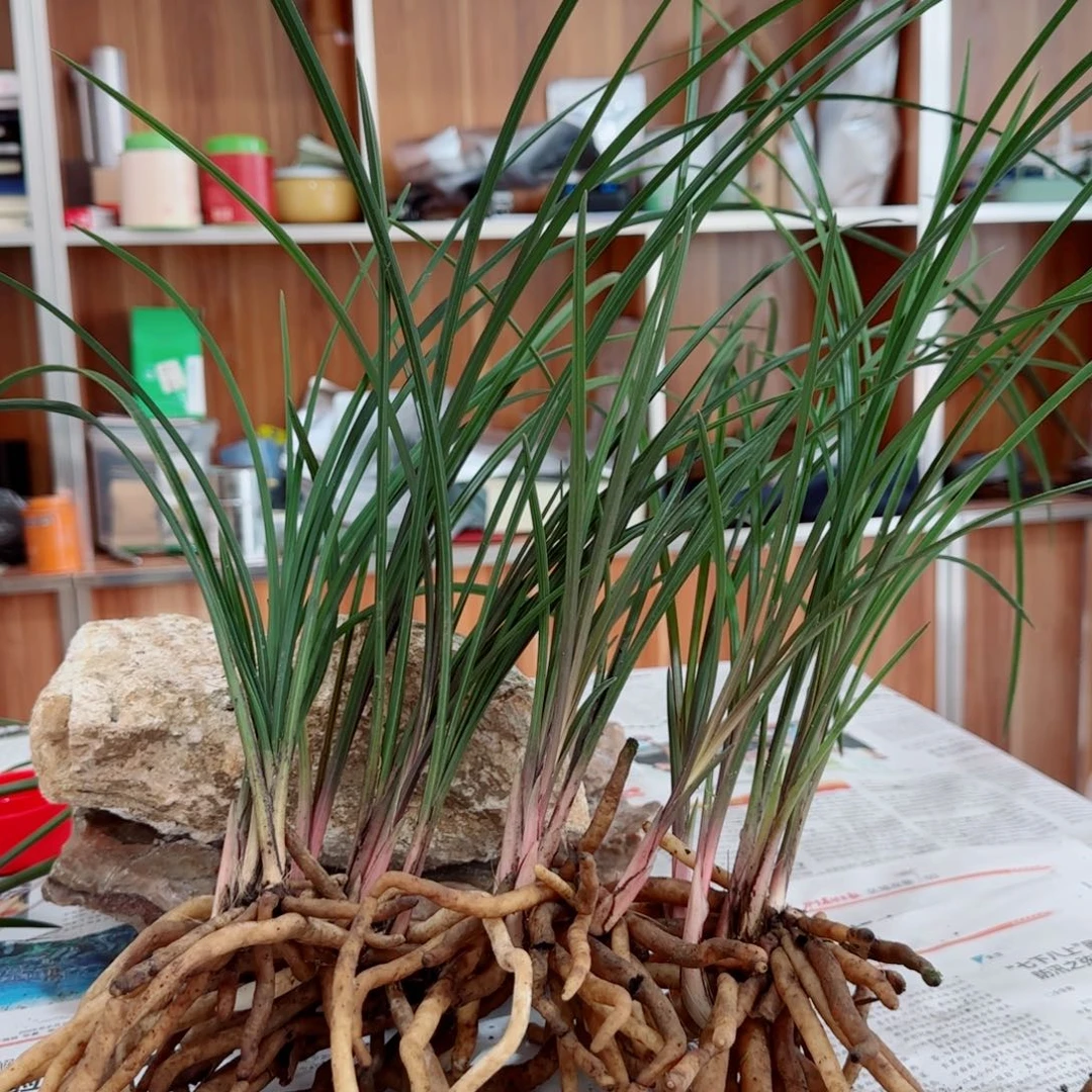 开***生当前无花栽培后可以开花