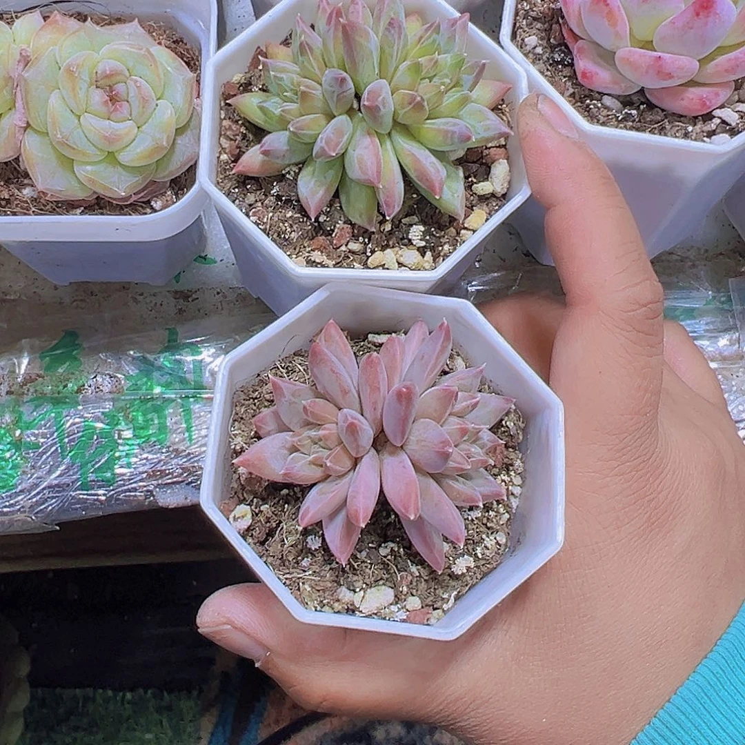 双头依卡鲁斯19包邮
