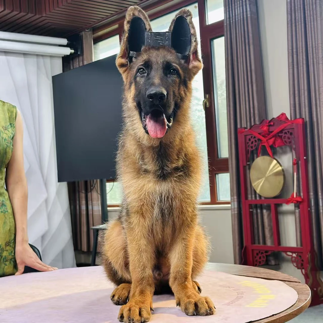 【西德甄选】西德牧羊犬乌蓝&阿萨普女儿幼犬公 哈利