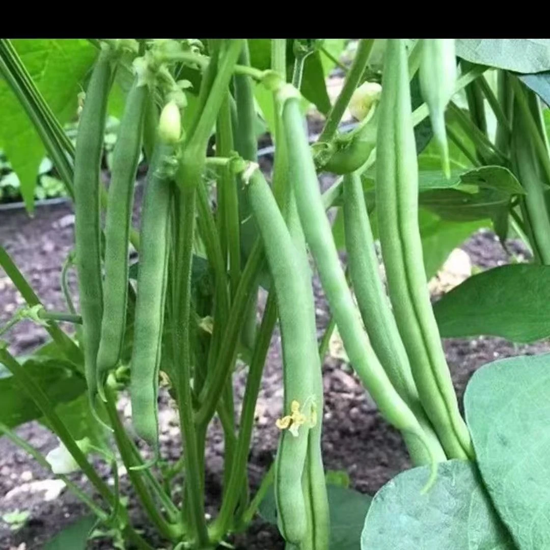 无架四季豆种子无筋豆种子不用搭架春季庭院阳台菜籽