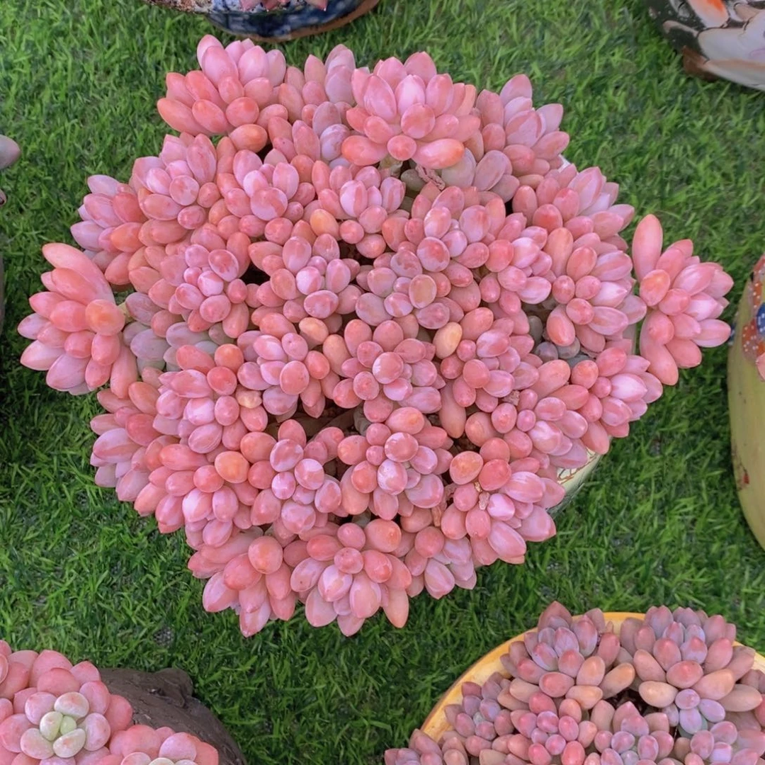 星黛露 一物一拍